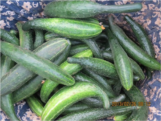#微肥課堂#黃瓜味苦，天氣or肥料，到底誰(shuí)之過(guò)？