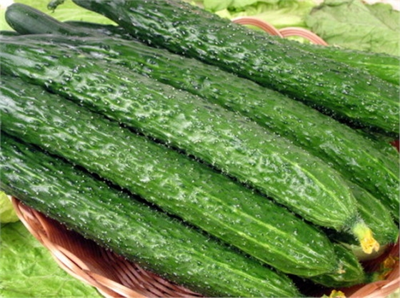 #微肥課堂#黃瓜味苦，天氣or肥料，到底誰(shuí)之過(guò)？