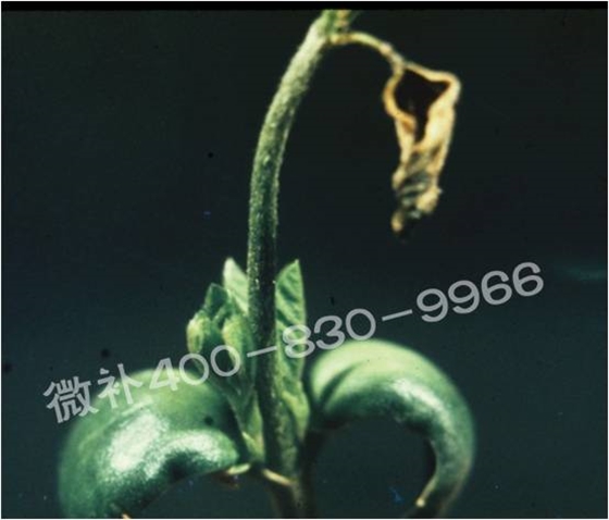 莖尖枯死，到底是缺硼還是缺鈣？