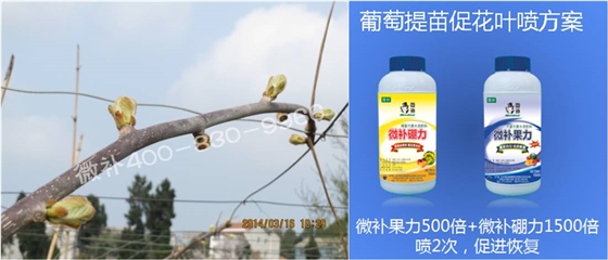 獼猴桃萌芽期如何施肥，才能促進(jìn)萌芽齊、萌芽壯？