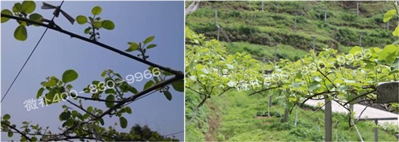 獼猴桃萌芽期如何施肥，才能促進(jìn)萌芽齊、萌芽壯？