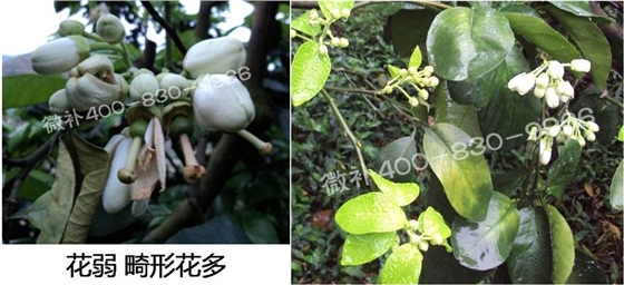 蜜柚促花壯花除了補磷還需要補硼鋅？
