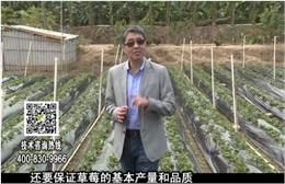 20180108珠江臺(tái)搖錢(qián)樹(shù)：草莓苗弱膨果增甜如何做？