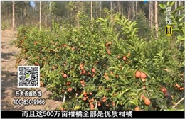 20180115珠江臺(tái)搖錢(qián)樹(shù)：廣西柑橘微補(bǔ)全年管理樹(shù)壯增產(chǎn)