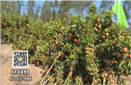 20180129珠江臺(tái)搖錢(qián)樹(shù)：柑橘種出品質(zhì)果、采后如何管理？