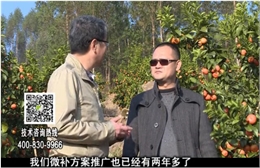 20180122珠江臺(tái)搖錢(qián)樹(shù)：廣西柑橘如何管？產(chǎn)量賣(mài)相好?