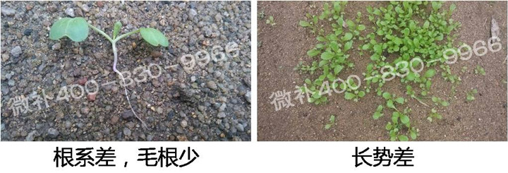1、苗期前期（3-5片葉）.jpg