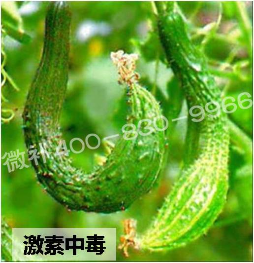 #微肥課堂#葉面肥含激素好嗎？