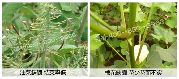 春季作物為什么需要大量用硼肥？
