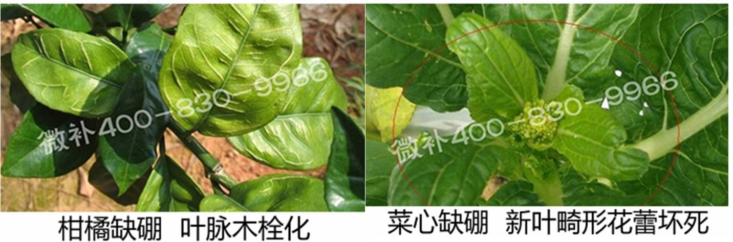 春季作物為什么需要大量用硼肥？