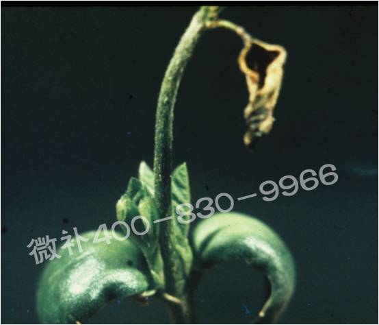 莖尖枯死，到底是缺硼還是缺鈣？