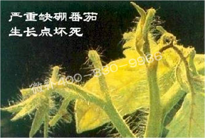 莖尖枯死，到底是缺硼還是缺鈣？