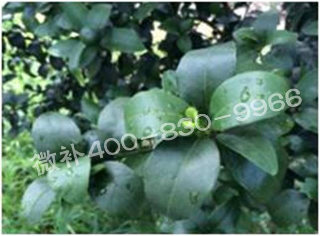 柑橘春梢弱，難抽發(fā)，到底是什么原因？