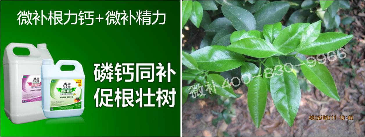柑橘春梢弱，難抽發(fā)，到底是什么原因？