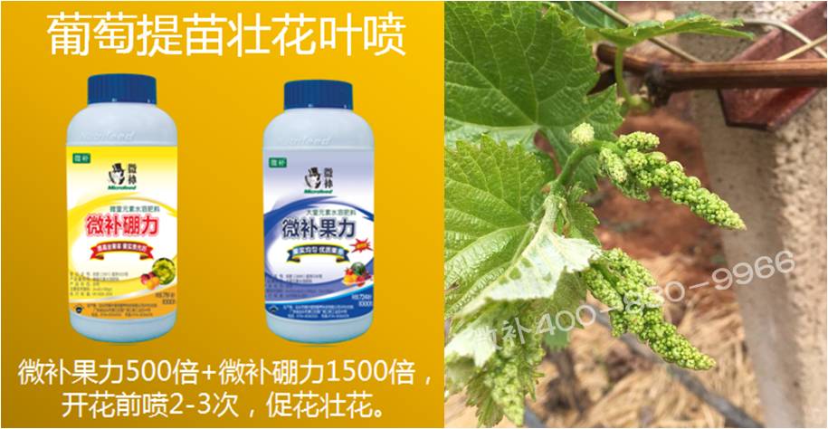 葡萄萌芽期如何預(yù)防倒春寒？