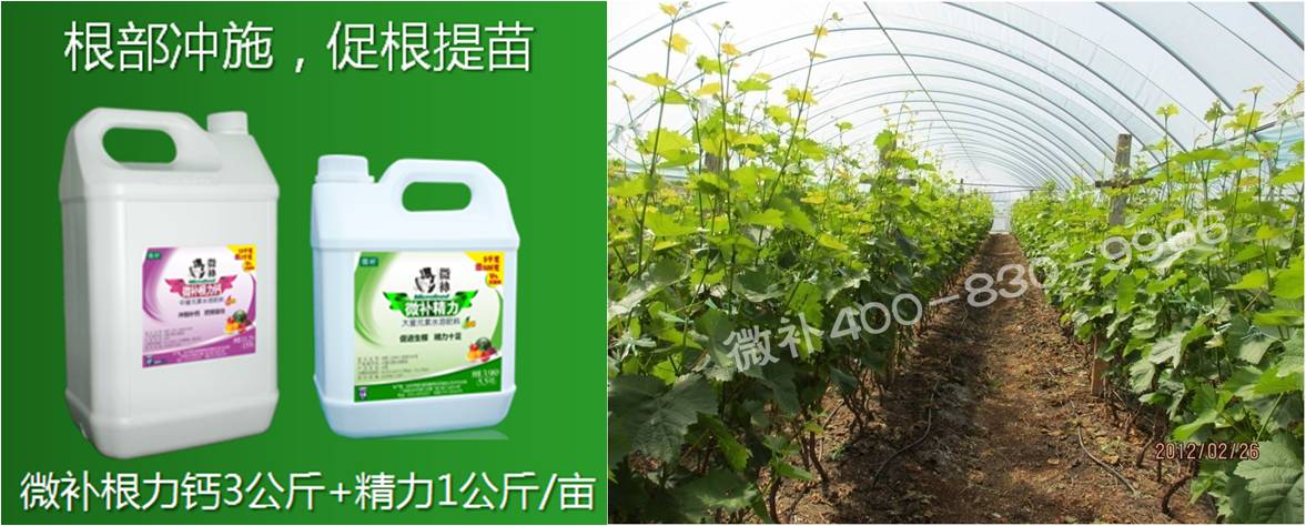 葡萄萌芽期如何預(yù)防倒春寒？