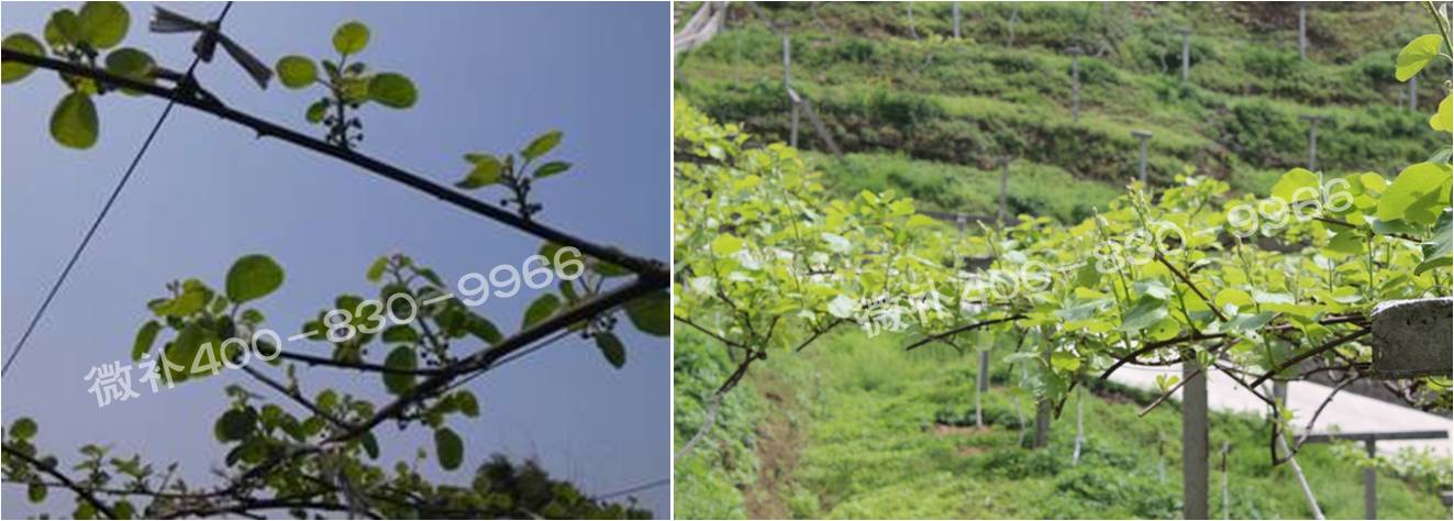 獼猴桃萌芽期如何施肥，才能促進(jìn)萌芽齊、萌芽壯？