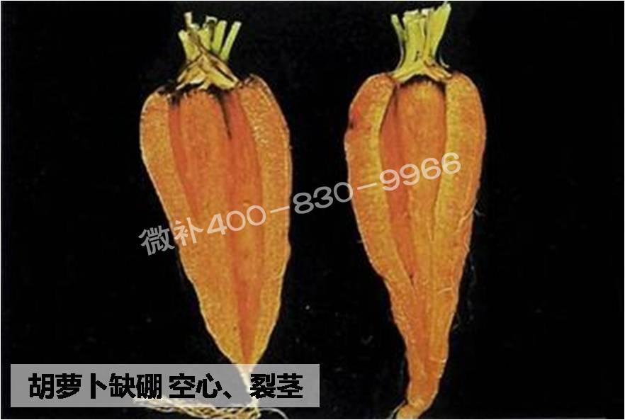 大田作物缺硼，就用高生物活性海藻液體硼，補硼更有效！