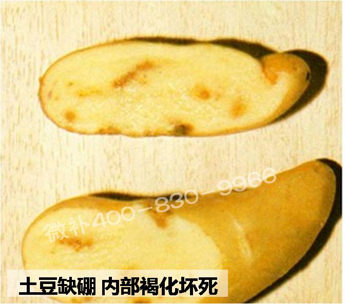 大田作物缺硼，就用高生物活性海藻液體硼，補硼更有效！