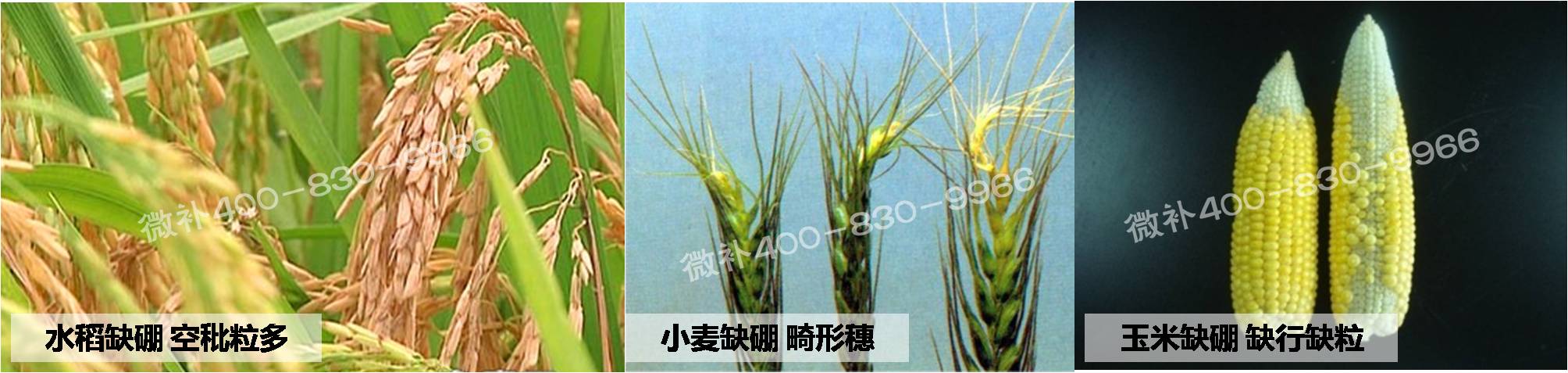 大田作物缺硼，就用高生物活性海藻液體硼，補硼更有效！