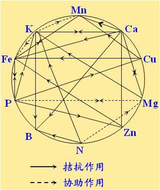 原料型鉀肥和鎂肥為什么會發(fā)生拮抗？
