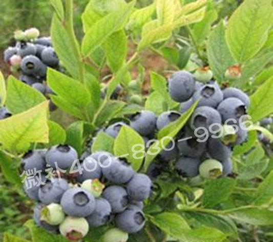 藍(lán)莓黃葉是缺素還是病害？
