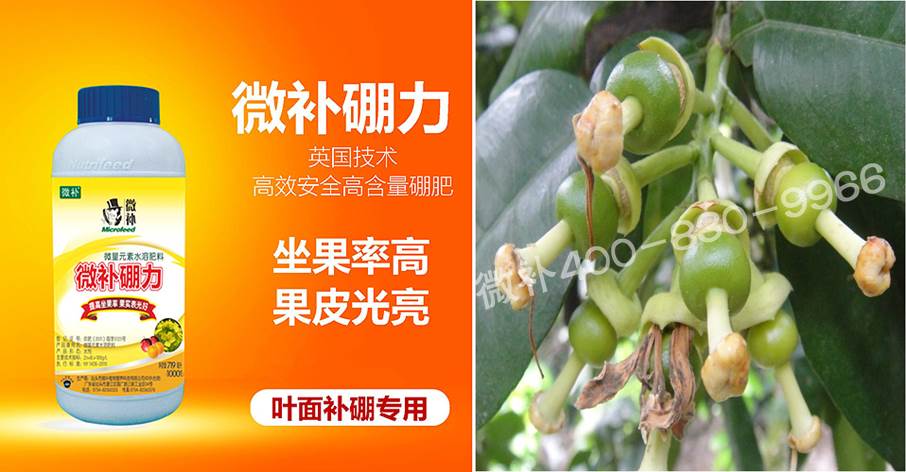 蜜柚促花壯花除了補(bǔ)磷還需要補(bǔ)硼鋅？