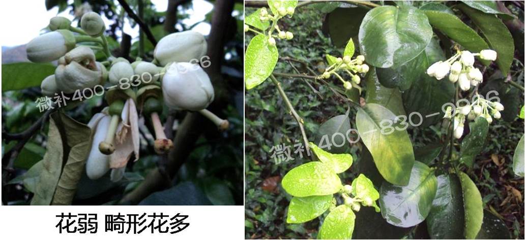 蜜柚促花壯花除了補(bǔ)磷還需要補(bǔ)硼鋅？