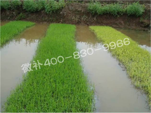 水稻黃秧、爛秧怎么辦？