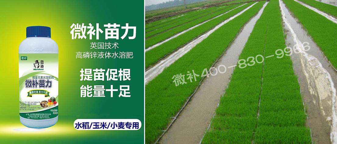 水稻黃秧、爛秧怎么辦？