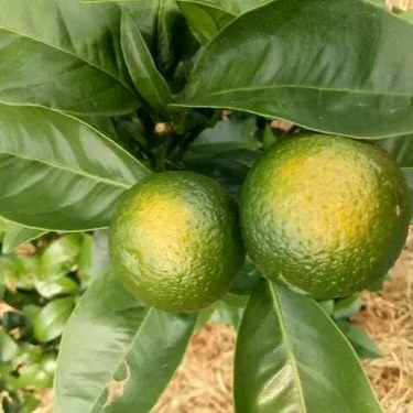 太陽果 太陽果