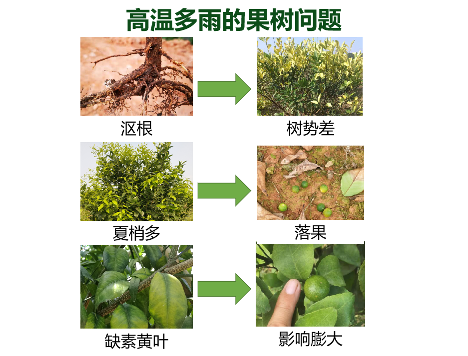 高溫多雨的果樹問(wèn)題.png