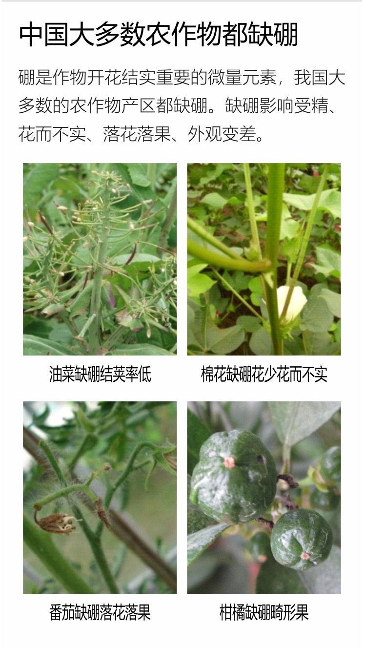 因迪樂有機海藻硼750_02.jpg