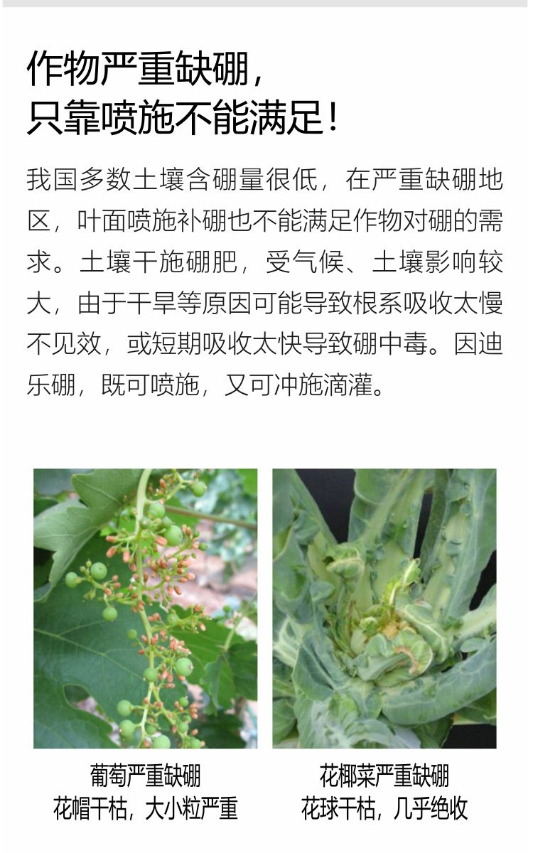因迪樂有機海藻硼750_04.jpg