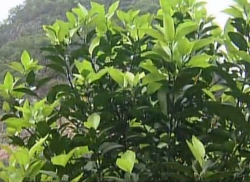 柑橘淋沖微補鈣肥，促根預(yù)防黃樹，樹壯保果品質(zhì)好
