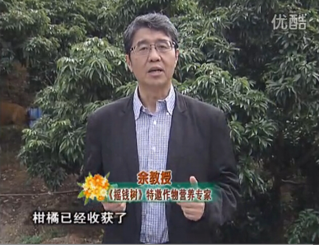 20160104珠江臺搖錢樹：防治柑橘黃樹、減少采后弱樹 撒微補倍力、噴碧力+壯力