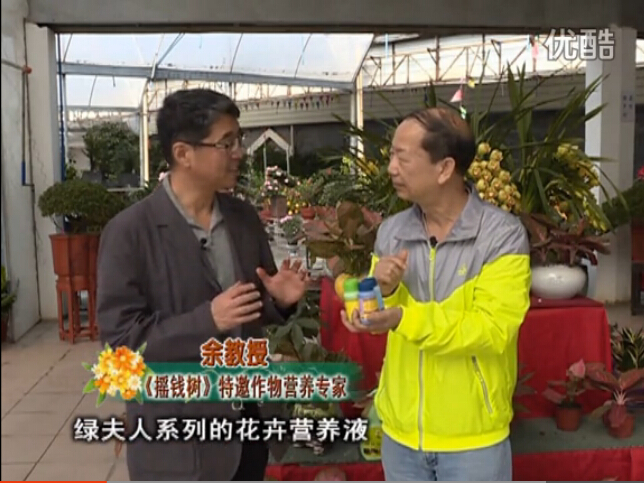 20160111珠江臺(tái)搖錢樹(shù)：家庭盆栽花卉黃葉又難養(yǎng)？用綠夫人，枝繁葉茂、花多花艷