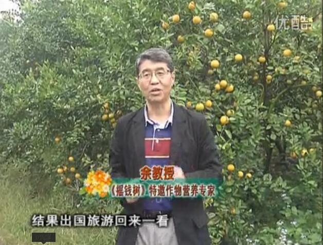20160111珠江臺搖錢樹：貢柑大場樹弱黃葉，今年樹勢大翻身果靚還高價！