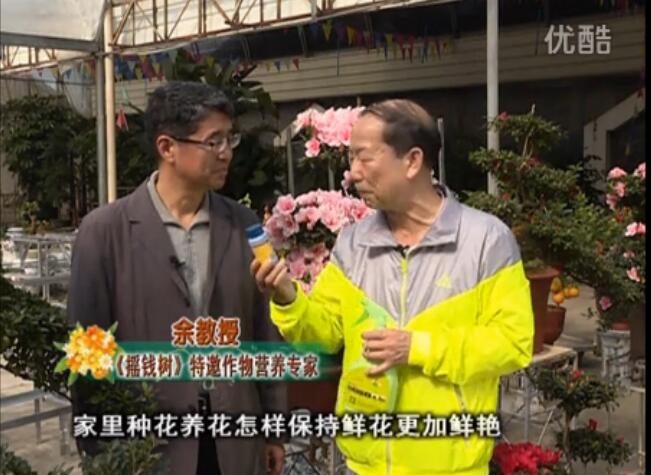 20160118珠江臺(tái)搖錢樹(shù)：家庭花卉用綠夫人600度鮮花營(yíng)養(yǎng)液，花開(kāi)鮮艷、花期長(zhǎng)
