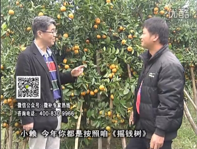 20160125珠江臺搖錢樹：如何解決柑橘兩大問題：黃樹和果品質(zhì)差？