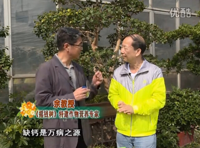 20160125珠江臺(tái)搖錢樹(shù)：家庭盆栽花卉噴綠夫人160度補(bǔ)鈣抗病液，長(zhǎng)勢(shì)精神、抗病好
