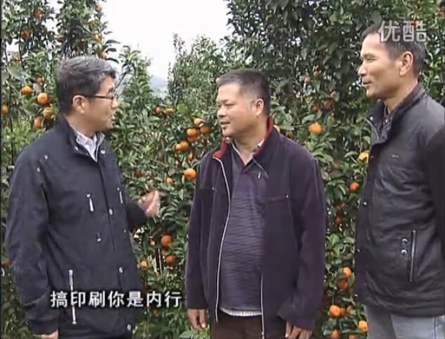 20160201珠江臺搖錢樹：開印刷廠改行種柑橘，保樹靚今年還高產(chǎn)？