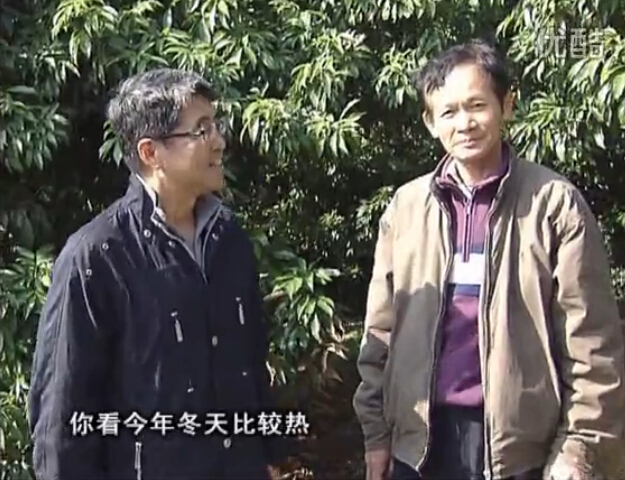 20160201珠江臺搖錢樹：暖冬荔枝易沖梢，如何促花壯花好？看微補(bǔ)