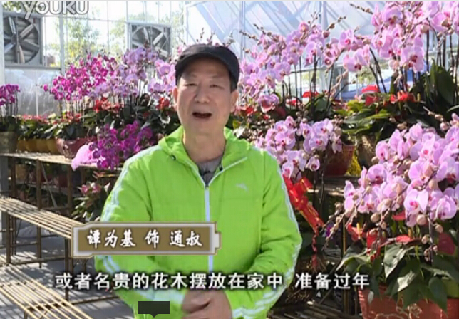 20160201珠江臺(tái)搖錢樹(shù)：新春家養(yǎng)花卉、盆栽，如何養(yǎng)護(hù)葉子、鮮花、果子保鮮更長(zhǎng)？