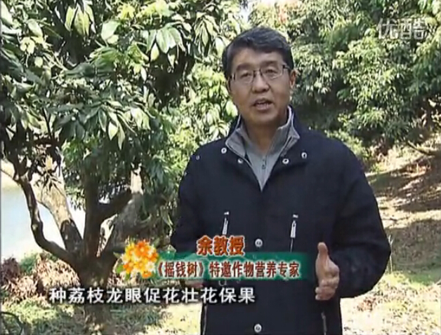 20160215珠江臺搖錢樹：龍眼撒微補(bǔ)倍力、噴花力+碧力，補(bǔ)鈣鎂鋅硼保葉壯花