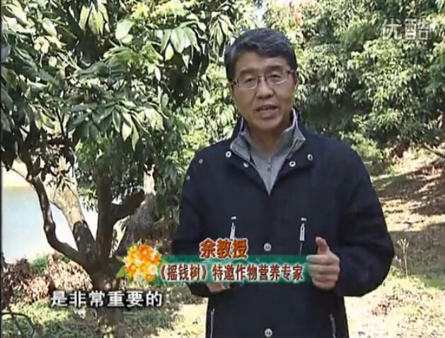 20160215珠江臺(tái)搖錢樹(shù)：名貴花木盆景，用綠夫人系列保葉、花靚、又抗病