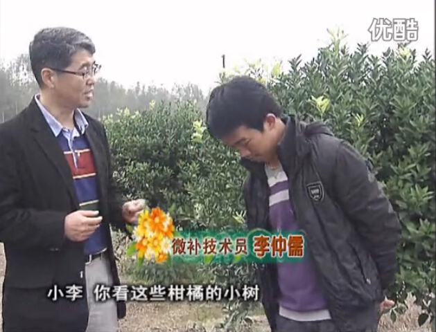 20160215珠江臺搖錢樹：柑橘小樹頭年掛果撒微補倍力、噴花力+碧力，壯樹促花好