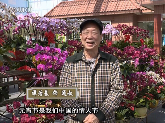 20160222珠江臺(tái)搖錢樹(shù)：用綠夫人營(yíng)養(yǎng)液，簡(jiǎn)單種花都能養(yǎng)得靚