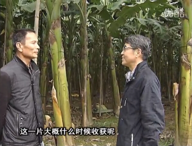 20160222珠江臺搖錢樹：粉蕉用微補(bǔ)方案，抽蕉好、葉干邊爛頭少