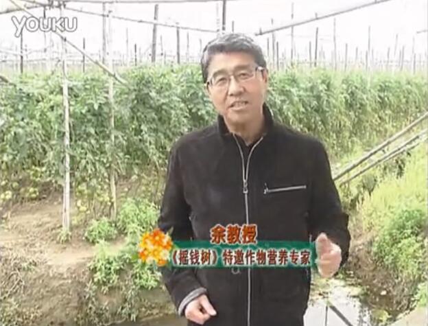 20160307珠江臺(tái)搖錢(qián)樹(shù)：天冷蔬菜有價(jià)卻無(wú)產(chǎn)？用微補(bǔ)方案苗壯保葉有產(chǎn)！